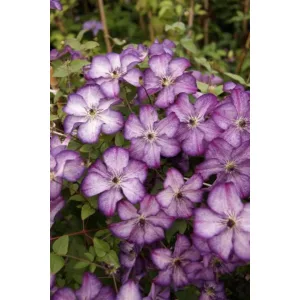 Clematis Super Nova