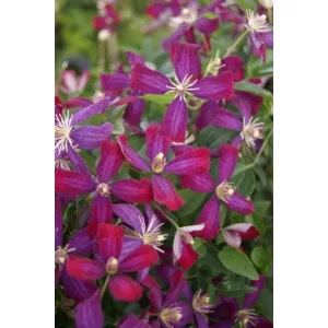 Clematis Sweet Summer Love