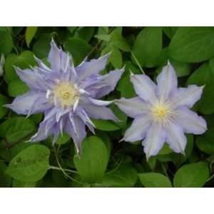 Clematis Thyrislund