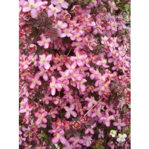 Clematis Van Gogh