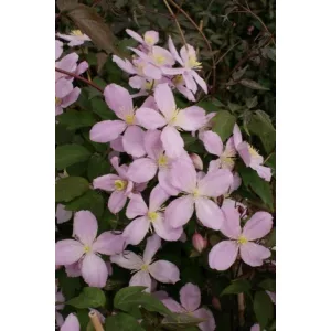 Clematis Vera