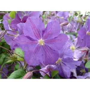 Clematis Victoria
