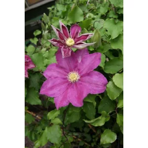 Clematis Vino