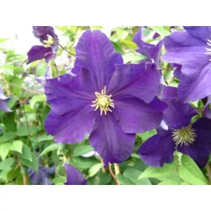 Clematis Viola