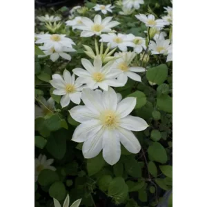 Clematis Wadas primrose