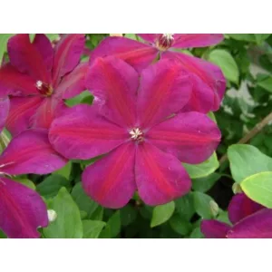 Clematis Westerplette