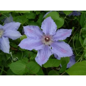 Clematis William Kennett