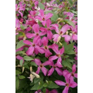 Clematis Wonderful