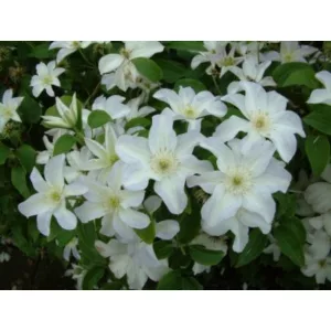 Clematis Yukikomachi