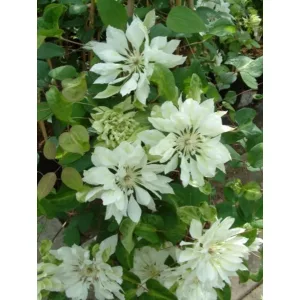 Clematis Yukiokoshi