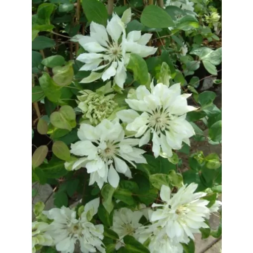 Clematis Yukiokoshi