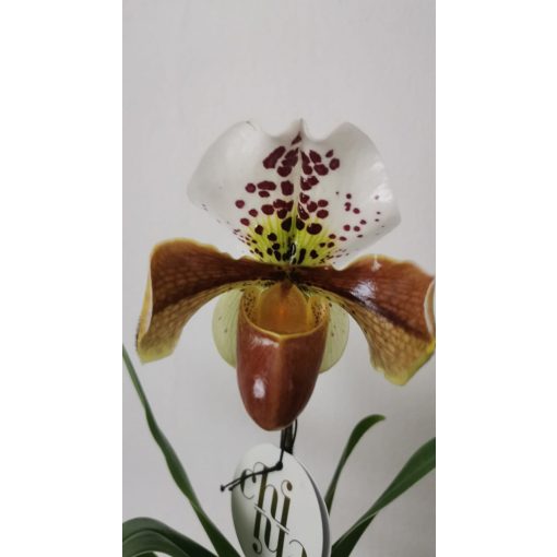 Papucsorchidea - Paphiopedilum American Hybrid 2