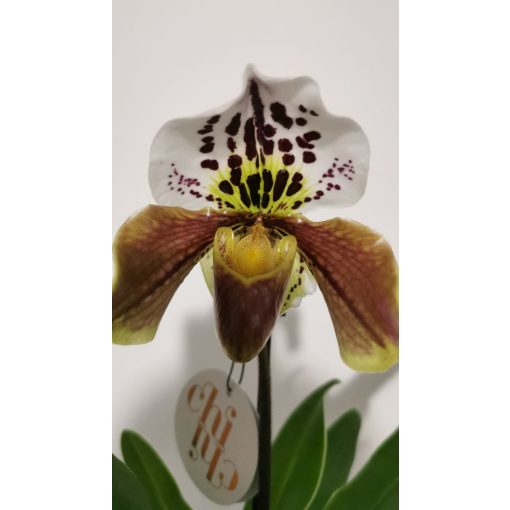 Papucsorchidea - Paphiopedilum American Hybrid 3