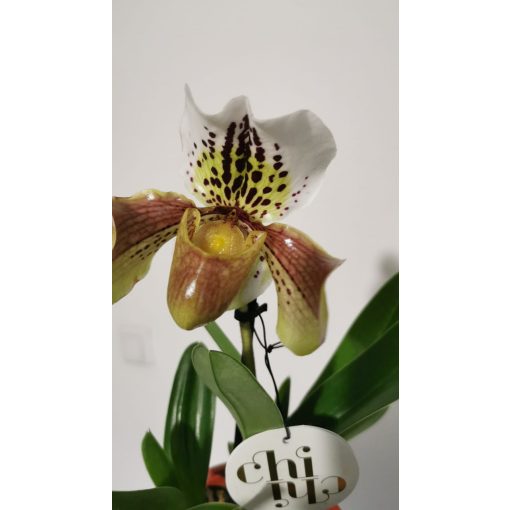 Papucsorchidea - Paphiopedilum American Hybrid 6