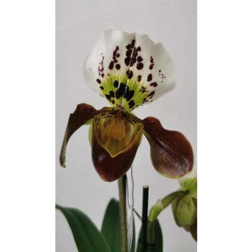 Papucsorchidea - Paphiopedilum American Hybrid 9