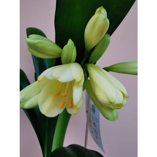 Clivia miniata Yellow - Sárga klívia