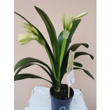 Clivia miniata Yellow - Sárga klívia