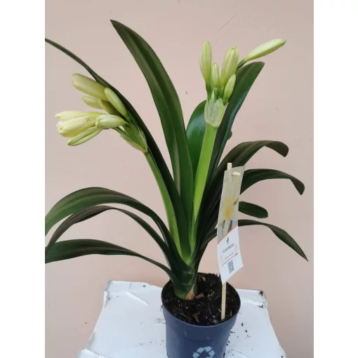 Clivia miniata Yellow - Sárga klívia