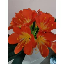 Clivia miniata Strong Orange - Klívia