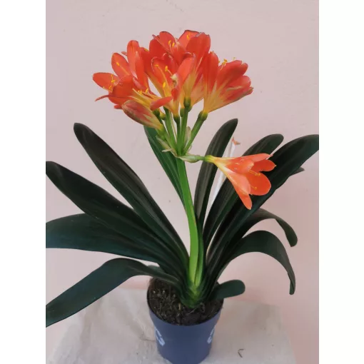 Clivia miniata Strong Orange - Klívia
