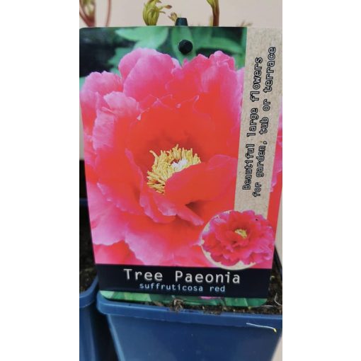 Fás bazsarózsa - Paeonia suffruticosa red