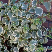 Hydrangea anomala Silver Lining