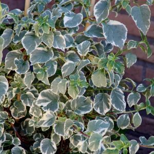 Hydrangea anomala Silver Lining