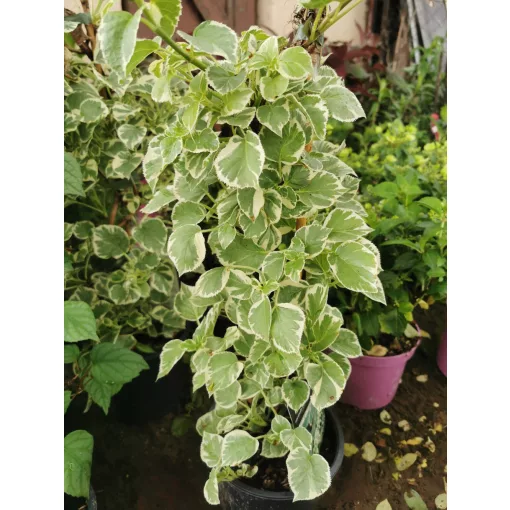 Hydrangea anomala Silver Lining