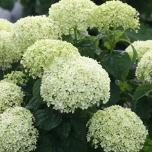Hydrangea arborescens BellaRagazza Limetta - Törpe cserjés hortenzia