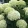 Hydrangea arborescens BellaRagazza Limetta - Törpe cserjés hortenzia