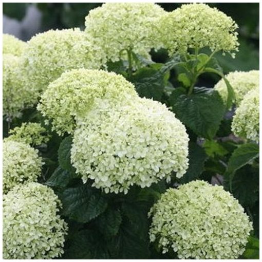 Hydrangea arborescens BellaRagazza Limetta - Törpe cserjés hortenzia