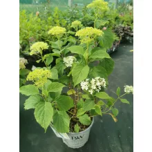 Hydrangea arborescens BellaRagazza Limetta - Törpe cserjés hortenzia