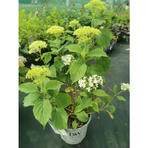 Hydrangea arborescens BellaRagazza Limetta - Törpe cserjés hortenzia