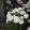 Hydrangea arborescens BellaRagazza Blancehetta - Törpe cserjés hortenzia