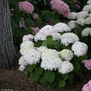   Hydrangea arborescens BellaRagazza Blancehetta - Törpe cserjés hortenzia