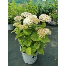 Hydrangea arborescens BellaRagazza Blancehetta - Törpe cserjés hortenzia