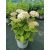 Hydrangea arborescens BellaRagazza Blancehetta - Törpe cserjés hortenzia