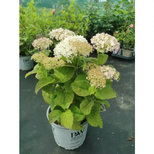 Hydrangea arborescens BellaRagazza Blancehetta - Törpe cserjés hortenzia
