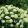 Hydrangea arborescens Lime Rickey