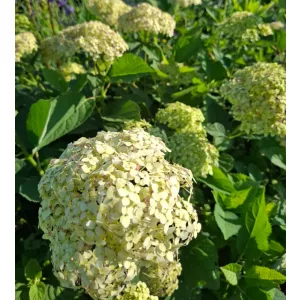 Hydrangea arborescens Lime Rickey