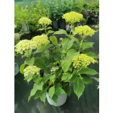 Hydrangea arborescens Lime Rickey