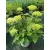 Hydrangea arborescens Lime Rickey