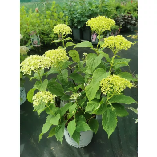 Hydrangea arborescens Lime Rickey