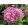 Hydrangea arborescens Pink Annabelle