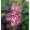 Hydrangea arborescens Pink Annabelle - Cserjés hortenzia