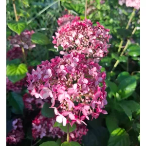 Hydrangea arborescens Pink Annabelle - Cserjés hortenzia