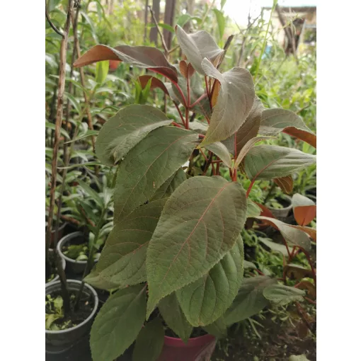 Hydrangea aspera Hot Chocolate