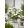 Hydrangea Runaway Bride