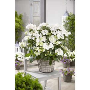 Hydrangea Runaway Bride