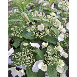 Hydrangea Runaway Bride
